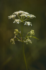 Field plants on a sunny May day. Landscape in the countryside.