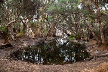 Enchanted Forest Surrounding a Reflective Small Pond Adjacent to Joondalup Lake under Twisting...