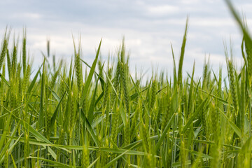 Field plants on a sunny May day. Landscape in the countryside.