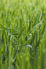 Field plants on a sunny May day. Landscape in the countryside.