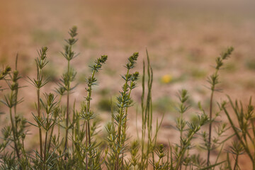 Field plants on a sunny May day. Landscape in the countryside.