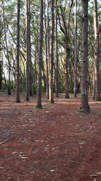 Florianopolis in Santa Catarina during a wonderful sunrise. Mo&ccedil;ambique forest in aerial view, vertical video.