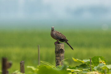 Spotted Dove, angle view, side shot, perching on the branch in the bush of green field in Bangladesh.