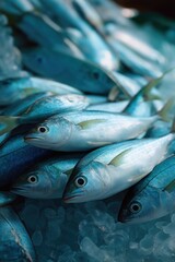 Fototapeta premium A bunch of fish are in a tank with ice. The fish are blue and are swimming around