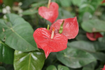 Vibrant Red Anthurium Flowers Heart-Shaped Blooms in Lush Green Foliage