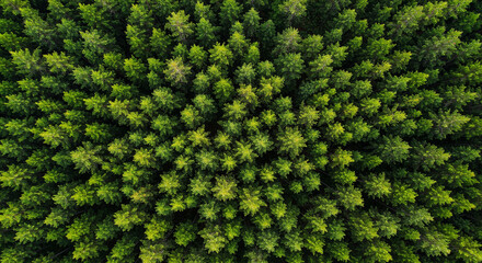 Aerial view captures the lush dense forest with vibrant green pine trees