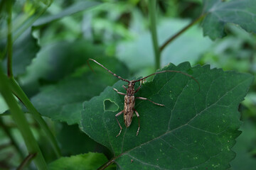 葉にとまるキマダラミヤマカミキリ