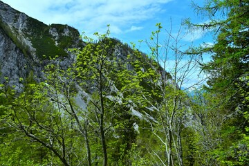 Rowan (Sorbus aucuparia) trees in springtime with mountains behind in Karavanke mountains, Gorenjska, Slovenia