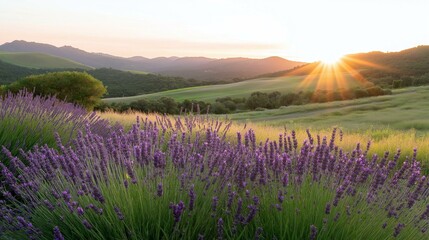 Fototapeta premium Beautiful landscape of a lavender field at sunset. the field is filled with tall, purple flowers that are swaying in the breeze.
