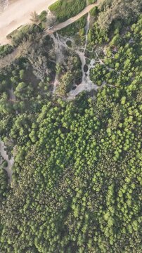 Florianopolis in Santa Catarina during a wonderful sunrise. Mo&ccedil;ambique forest in aerial view, vertical video.