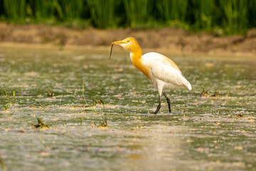 A beautiful cattle egret is feeding on a farmer's field.