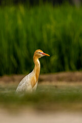 A beautiful cattle egret is feeding on a farmer's field.