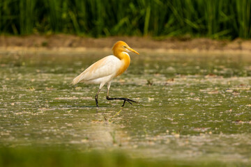 A beautiful cattle egret is feeding on a farmer's field.
