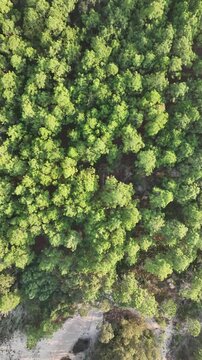 Florianopolis in Santa Catarina during a wonderful sunrise. Mo&ccedil;ambique forest in aerial view, vertical video.