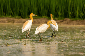 Cattle egret, or white egret, feeding on a farmer's field.