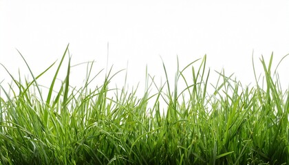 Obraz premium grass transparent background