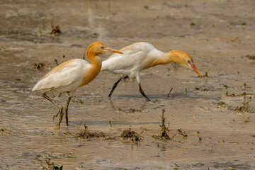 Cattle egret, or white egret, feeding on a farmer's field.