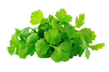 Fresh green cilantro leaves isolated black background