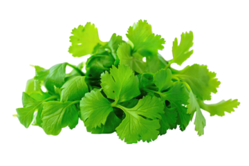 Fresh green cilantro leaves isolated black background