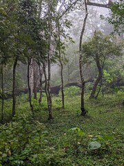 Foggy Forest Path Leading Into Wilderness