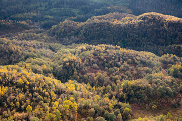 Birch woodland on the slopes of Ben Venue, Loch Lomand and Trossachs National Park, Scotland