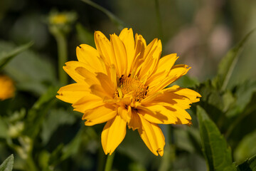 beautiful yellow flowers in spring, yellow flowers in sunny weather
