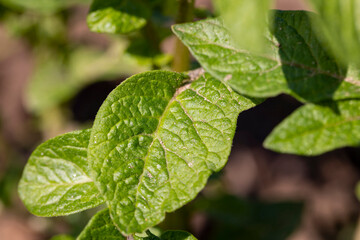 green potato harvest bush in the field in the spring season, new green potato foliage in the field in the spring season