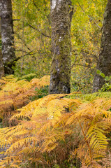 Bracken and woodland in autumn, Loch Lomond and Trossachs National Park, Scotland