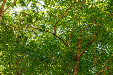 Trees Viewed from Below with Green Leaves and Brown Branches