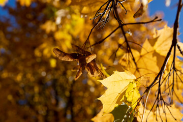 the foliage of trees on the ground after leaf fall in sunny weather