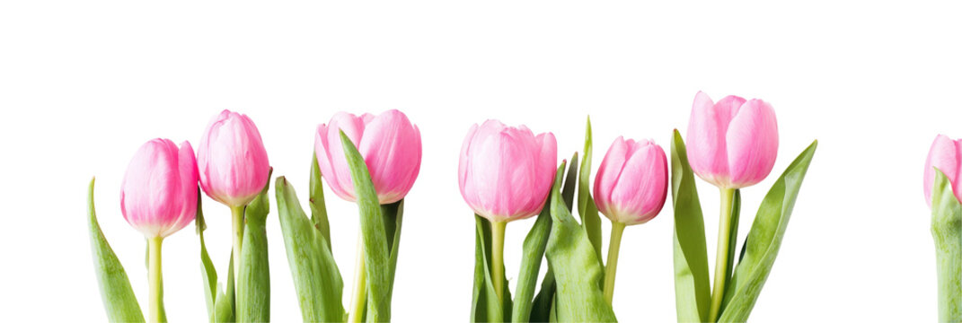 A row of pink tulips with green stems and leaves against a black background in a horizontal composition