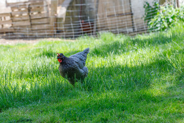 Grey Chicken Standing in Green Grass Field