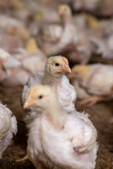 a poultry farm where chicken are raised , Focus on the second chicken