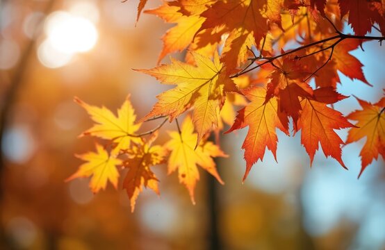 Close-up of bright yellow and red maple leaves on fall tree branches. Vibrant blurred background in autumn park. Sunny seasonal nature scene. Beautiful nature, eco concept.