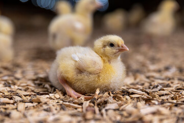 chicken chicks about three days old in yellow fluff in the poultry farm building, close up
