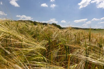 Fototapeta premium a rye field with ears with long tendrils in the summer season