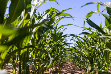 a large agricultural field with a future corn harvest during corn blooming, clear summer weather with blue sky, close up