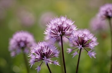 Close-up photo of Thalictrum aquilegiifolium plant. Known as Akeleiblattrige Wiesenraute. Delicate lilac flower clusters. Decorative garden perennial. Used in flower arrangements. Medicinal herbs in