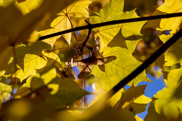 autumn foliage on maple branches in sunny weather , autumn nature