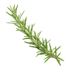 Naklejka premium Rosemary sprig isolated on white background