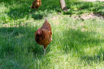 Brown Chickens in Grassy Field