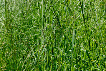 Overgrown Green Grass Field