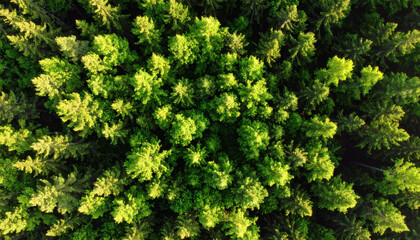 Fototapeta premium Aerial drone view of lush forest in spring season from top down perspective, showcasing vibrant green trees and natural landscape for nature and environmental visuals