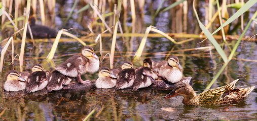 A duck and ducklings are resting inside a reed pool..