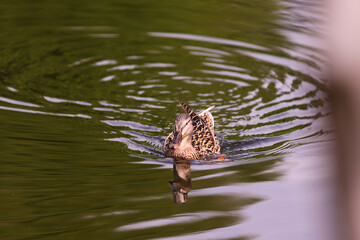 A duck swimming forward through the green transparent and quiet water and its reflection...