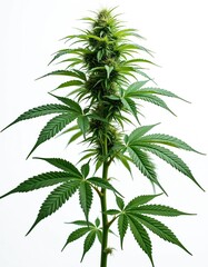 Cut-out photo of cannabis plant. Green hemp plant. Isolated on white background. Cannabis sativa. Medical marijuana, CBD. Nature herb. Cannabis cultivation, hemp, alternative medicine.