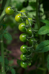 green cherry tomatoes on a vine in summer garden