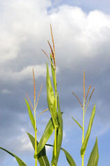 corn plant stalks on the cloudy sky summer background