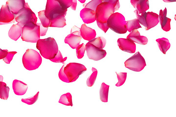 Falling pink rose petals on a black background creating a beautiful and romantic composition view
