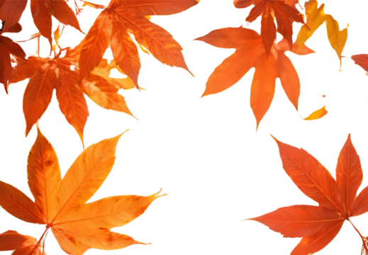 autumn leaves background